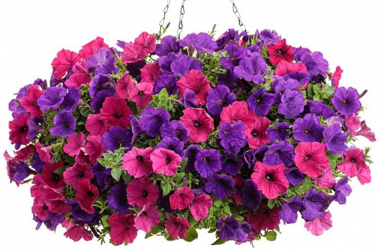 Petunia 'Supertunia Royal Magenta', Supertunia Royal Magenta Petunia, Mounding Petunia, Pink Petunia, Pink Flowers